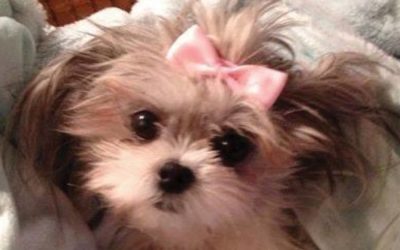 Why Hire a Professional Pet Sitter?