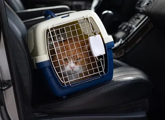 Pet Taxi - Cat Taxi