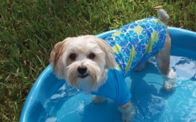 Hints for Summertime Safety