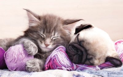 Overnight Pet Sitting