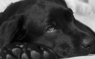 Signs of Illness in Pets