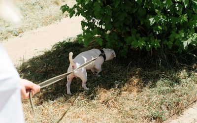 Why You Should Let Your Dog Stop and Sniff on Their Walks