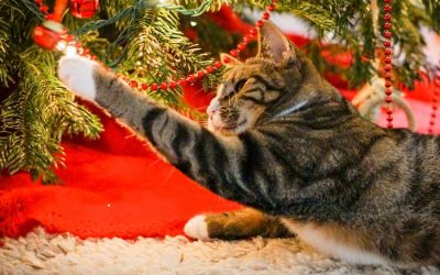 Keep Your Pets Safe in Your Holiday Celebrations