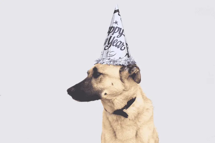 Making New Year’s Resolutions for You and Your Pets