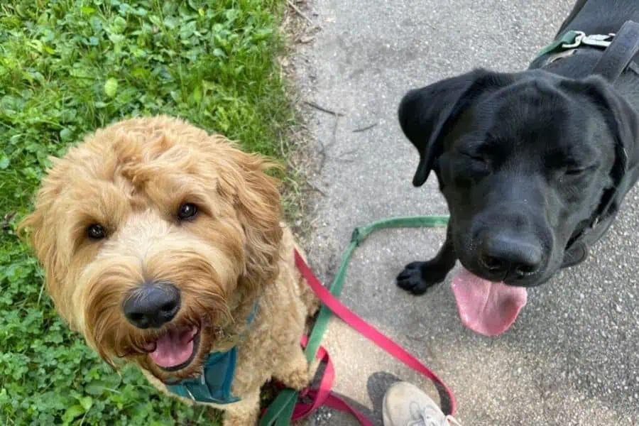 Why Your Dog Needs Extra Attention Now That School’s Back