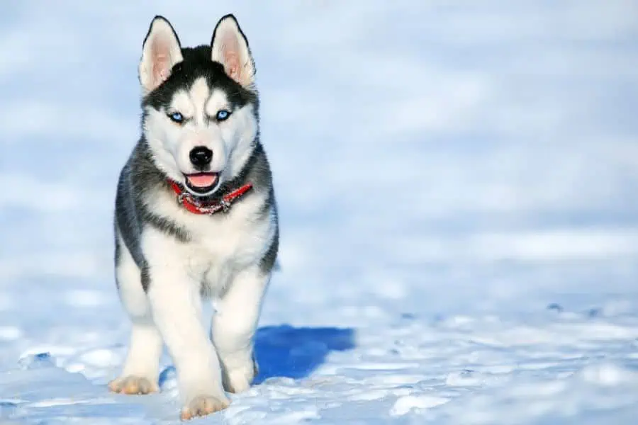 4 Simple Ways to Bond with Your Dog This Winter