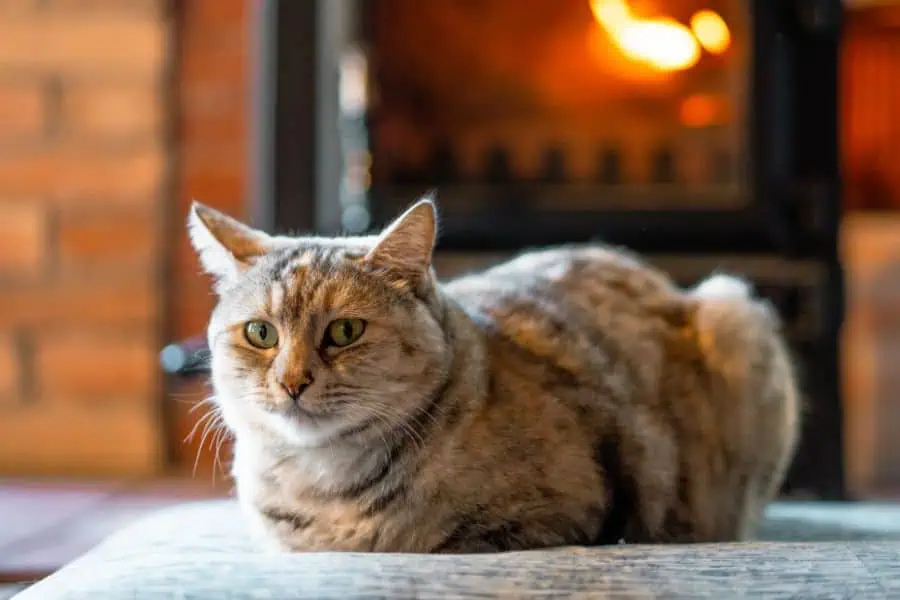 4 Simple Ways to Strengthen Your Bond with Your Cat This Winter