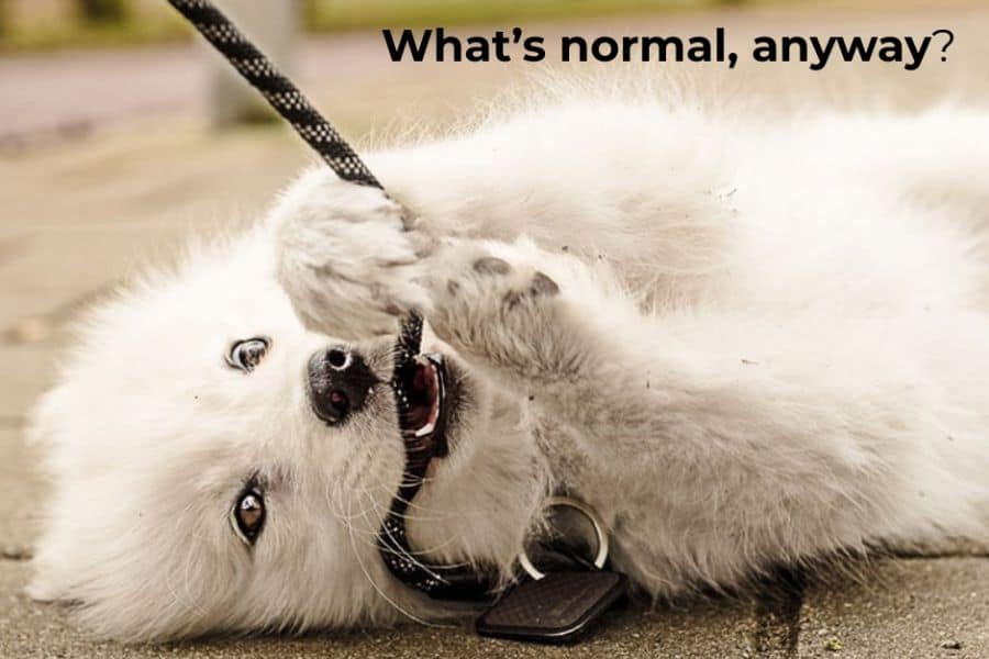 Why Doesn’t My Dog Act Like a Normal Dog?