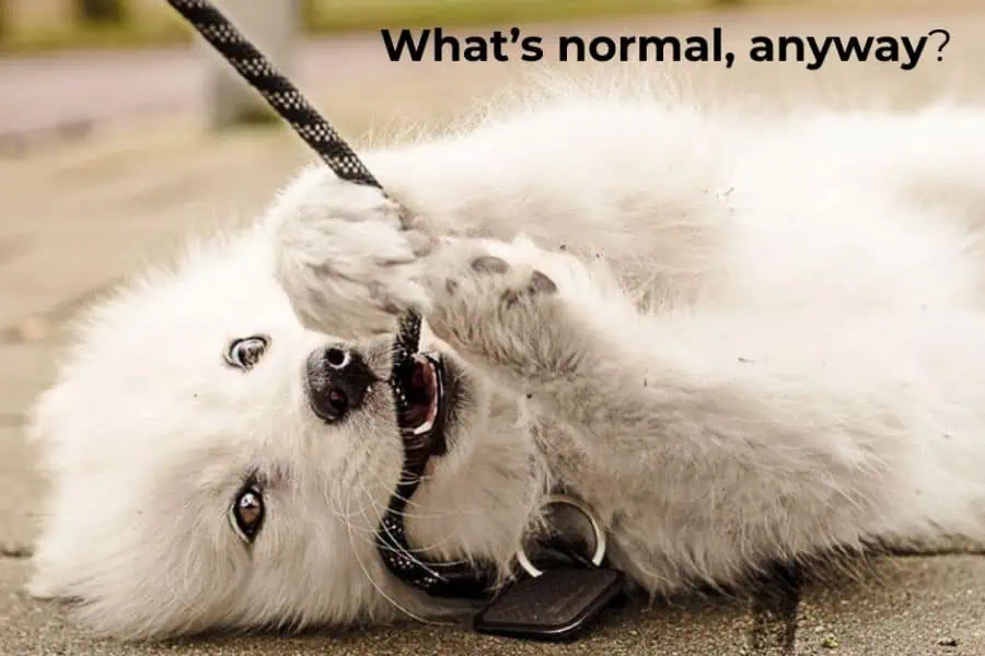 Why Doesn’t My Dog Act Like a Normal Dog?