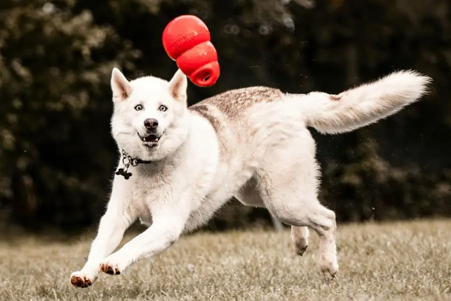 Love Them Well: 7 Everyday Habits That Quietly Add Years to Your Pet’s Life