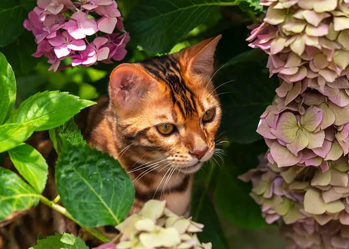 A bengal cat in it's Lansing Michigan home garden