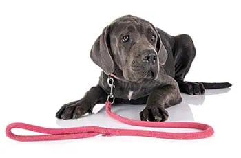 Great dane on a pink leash in Lansing, Michigan