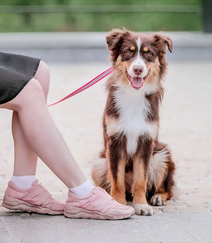 summer dog walk in Lansing Michigan