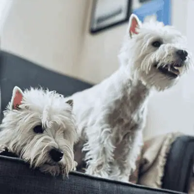Dog Sitting Services Prancing Poodle
