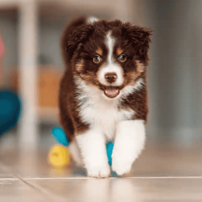 Puppy Care Services Prancing Poodle 