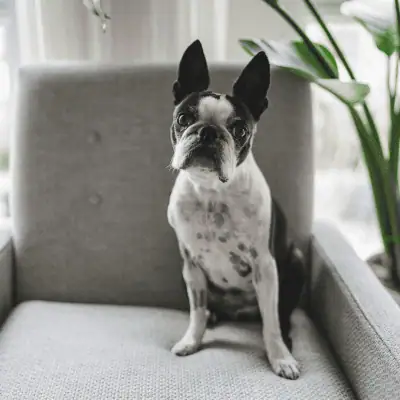 What Professional Dog Care Actually Means
