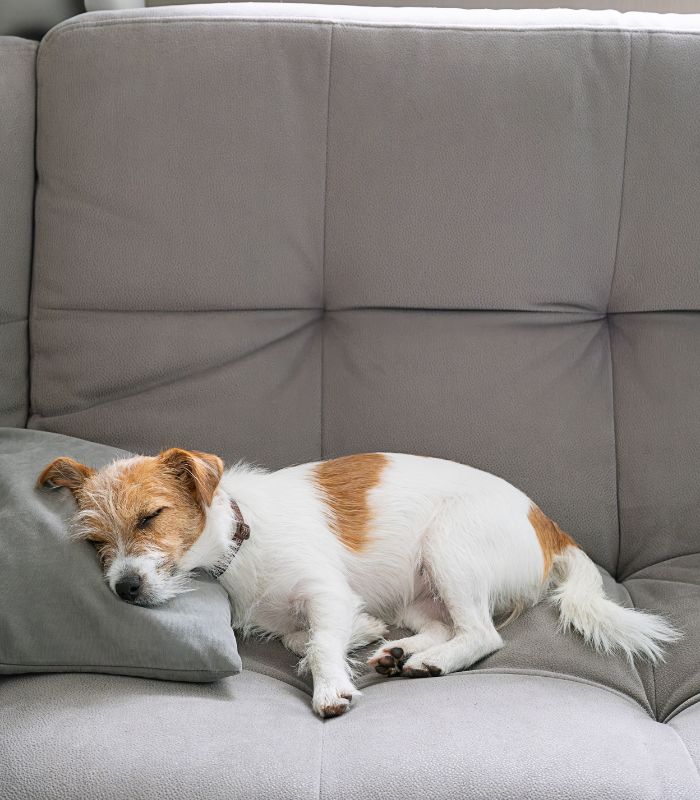 A pet settled on a favorite couch or window seat